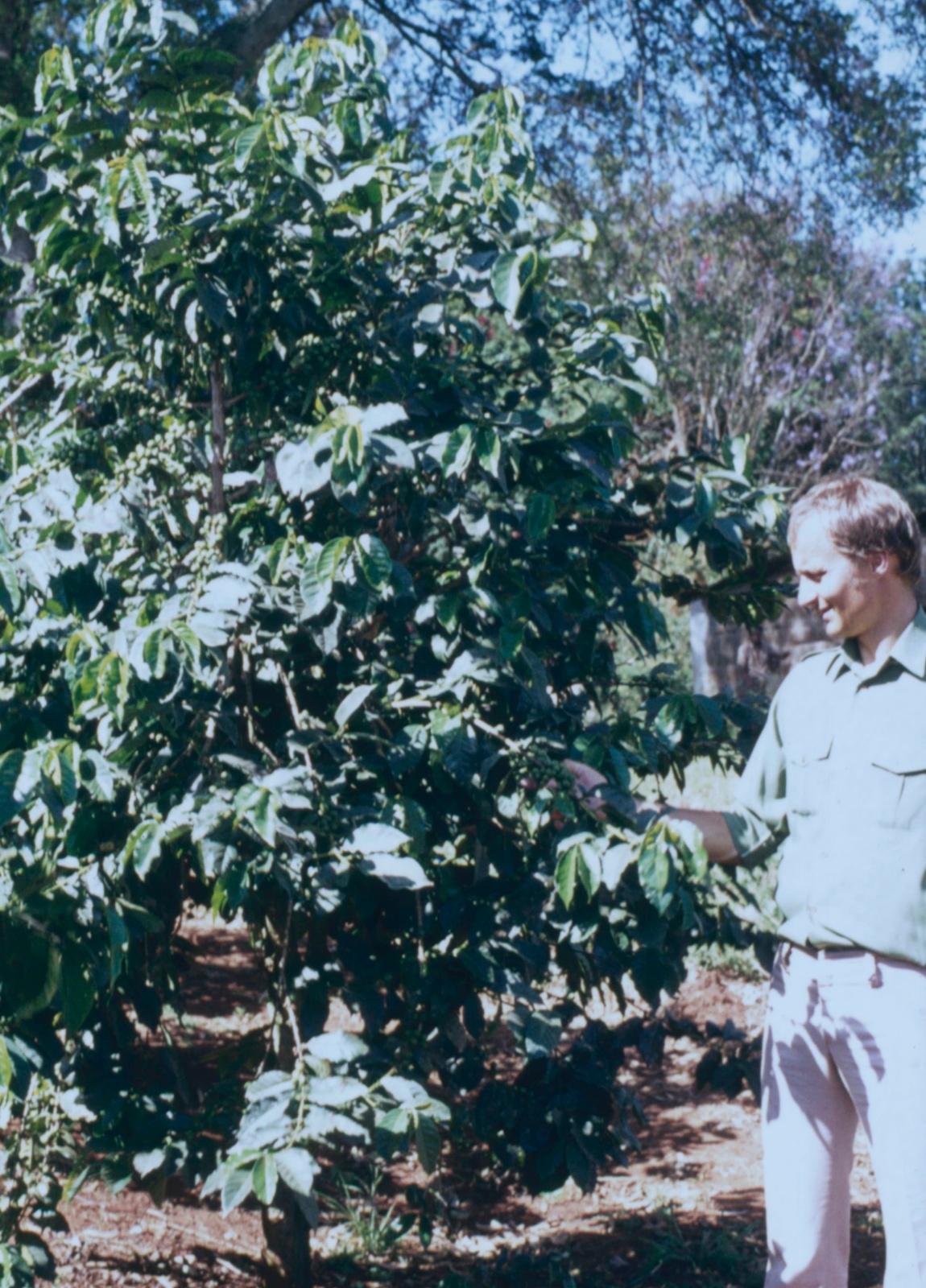 Højland kaffeplantage